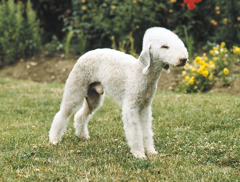 bedlington terjers Autors: AgaGangaEsenga Suņu šķirnes daudz