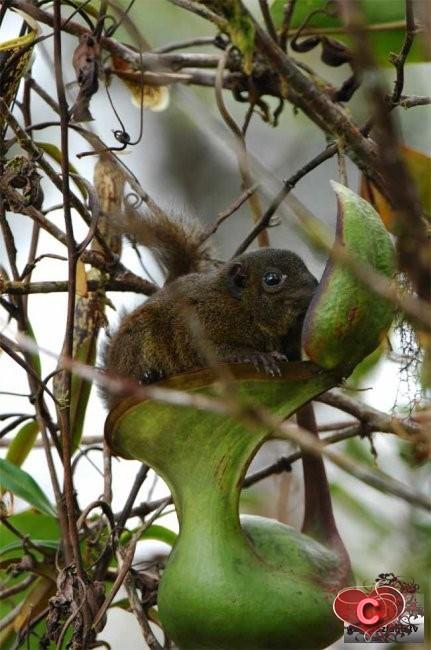  Autors: R1chukS Borneo salā ir atrastas dabiskas izcelsmes tualetes