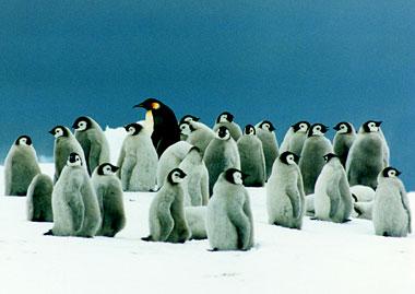 Pingvīna izmērs svārstās no 40... Autors: kiss Pingvīni