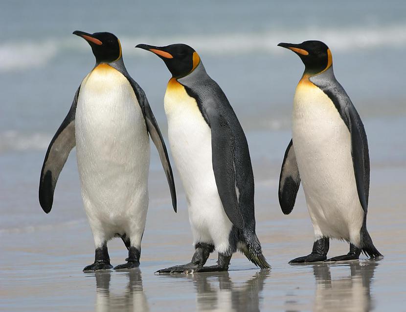 Visiem pingvīniem ir balta... Autors: kiss Pingvīni