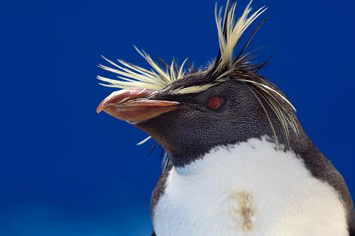  Autors: MiniMe Joku izlase par godu Rockhopper nedēļai...