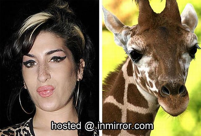 Amy Winehouse vs Giraffe Autors: FANS007 Paskat, Cik Līdzīgi! :D