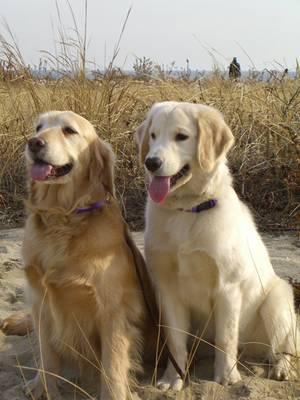  Autors: becinja golden retriever