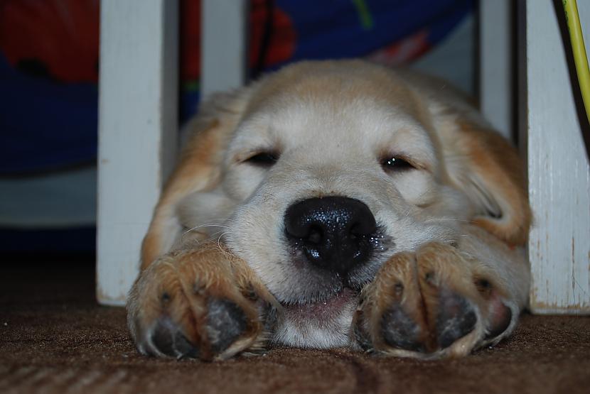  Autors: becinja golden retriever