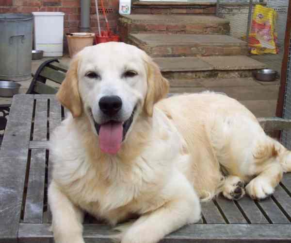  Autors: becinja golden retriever