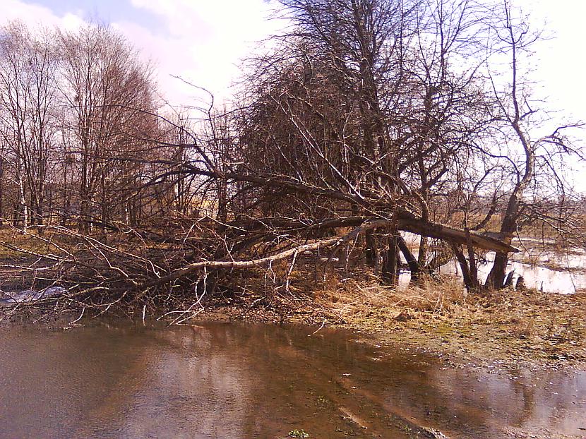 Nolauzts koks Autors: Fosilija "Ventspils koka" (bijušā) apkārtne.