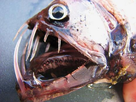 6 vieta Viperfish  Tuvojoties... Autors: BērziņšVainīgs Top 10 Pasaules Velnišķīgākās Zivis