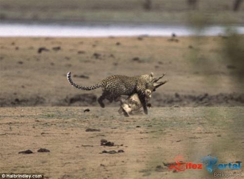 Vins uzsedas virsu un saka... Autors: exe Titanu cina:leopards pret krokodilu.