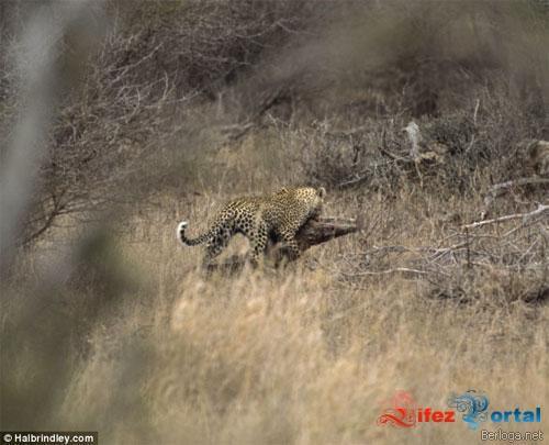 Pec ta plankumainais kakis... Autors: exe Titanu cina:leopards pret krokodilu.