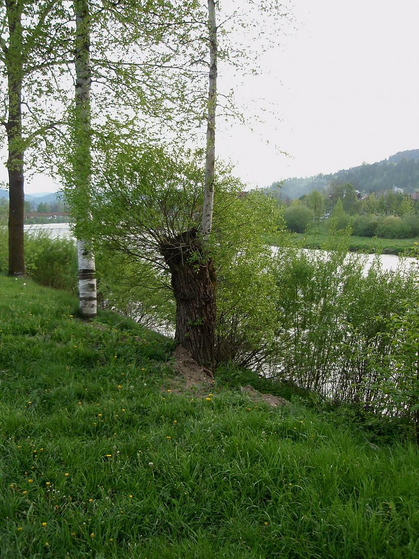 ļoti interesants koks jo no... Autors: Almucha Brīnišķīga vieta Slovākijā, Pieniny Nacioālais parks