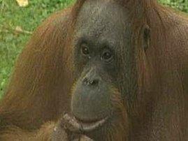 Orangutāni izrāda agresiju ar... Autors: kicitis Interesanti...