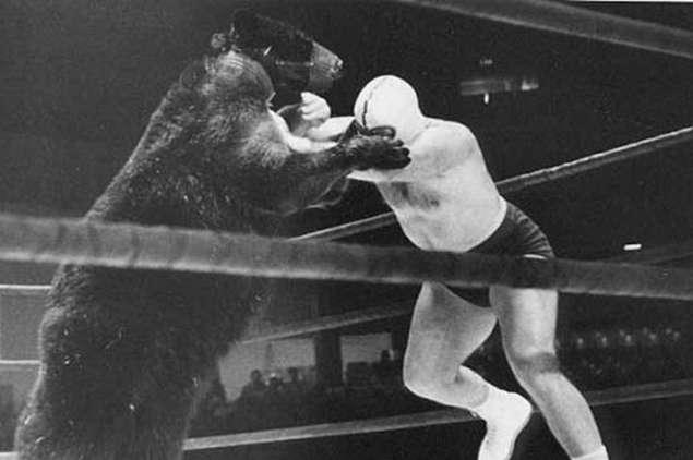 Cilvēks pret lāci Vidusmēra... Autors: rNcs Dīvainākās cīņas starp cilvēkiem un dzīvniekiem.