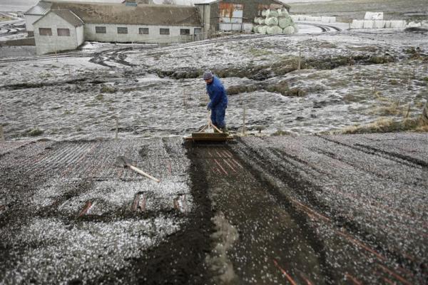 Lauksaimnieks Bjarni... Autors: EsTepat Reuters