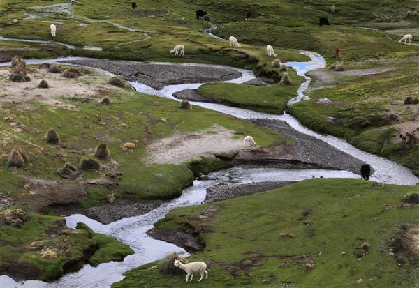 Lamu ganības pie apklusuša... Autors: EsTepat Reuters