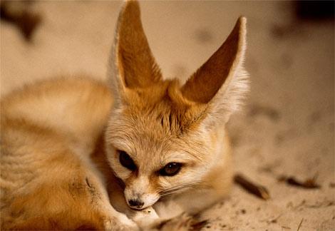 Feneks Fenneccus zerda   ... Autors: shandyy Dažas interesantas radībiņas