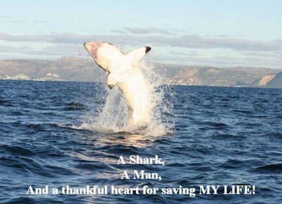 Arnols stāstaquotKad es... Autors: Sportsmen Haizivs un cilvēka mīlestība.