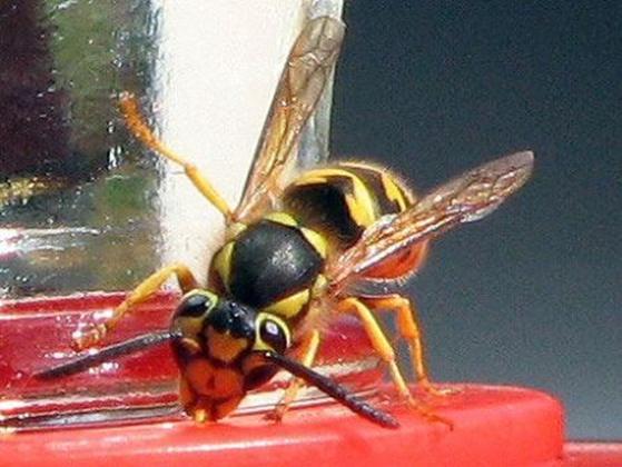 Bites vai lapsenes kodums 1 no... Autors: BELLATO 25 Nāvējošākās lietas