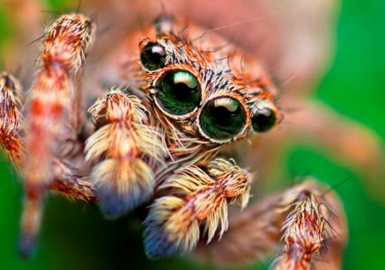 Saskaroties ar indīgu zirnekli... Autors: BELLATO 25 Nāvējošākās lietas
