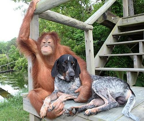 Sūrija ir orangutants Rosko ... Autors: MONTANNA Dzīvnieku draudzība aizkustina līdz pat asarām