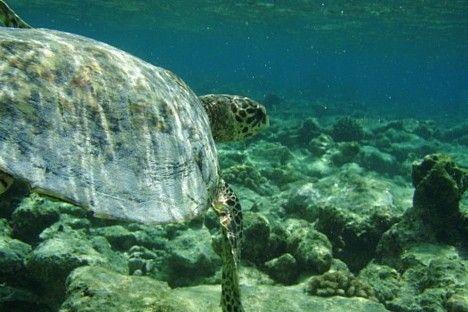 Bonaire Karību salas Autors: atili nirstam ūdeņos