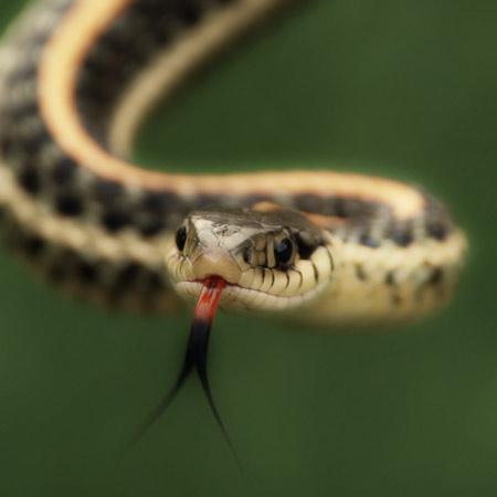 Ja čūska būtu bijusi aizliegta... Autors: Kenzie bez vecuma ierobežojuma! :)