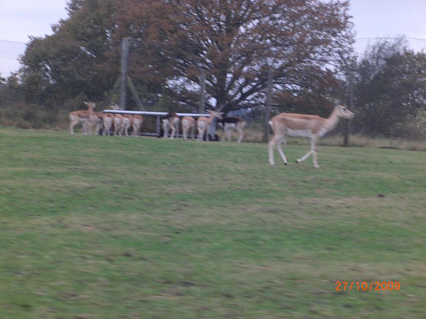  Autors: Espumisan Safari parks!