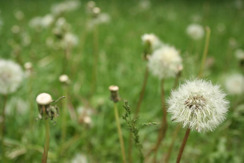  Autors: sintiia pieneņpūkas'