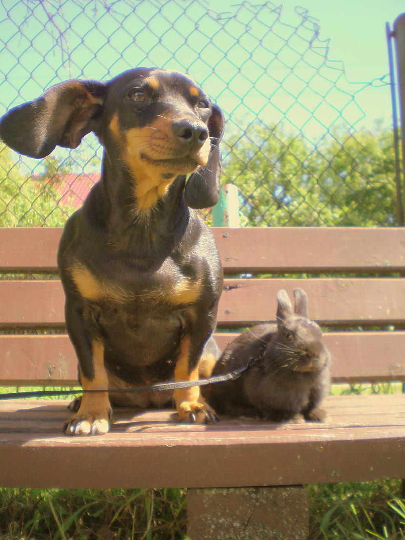 Manas pašas labākās meitenes Autors: DogPeople Mani pēdējā laika darbi