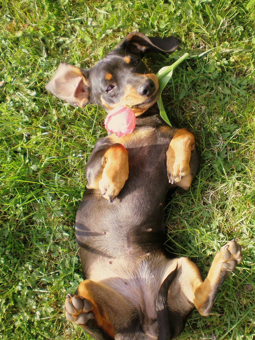 Šī arī diezgan vecabet tik un... Autors: DogPeople Mani pēdējā laika darbi