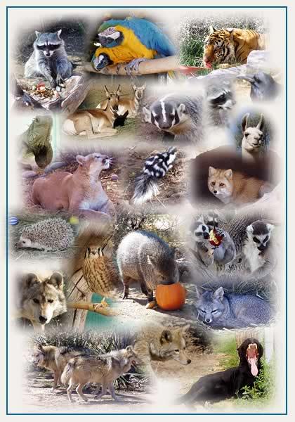  Autors: vincis117 Rekordi dzīvnieku un augu pasaulē