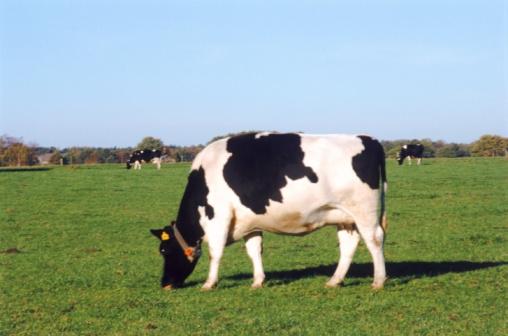 Tikai govij sviedru dziedzeri... Autors: JanisGr Fakti par dzīvniekiem