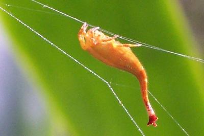 skorpionastes zirneklis Šim... Autors: heh top 10 reti zirnekļi.