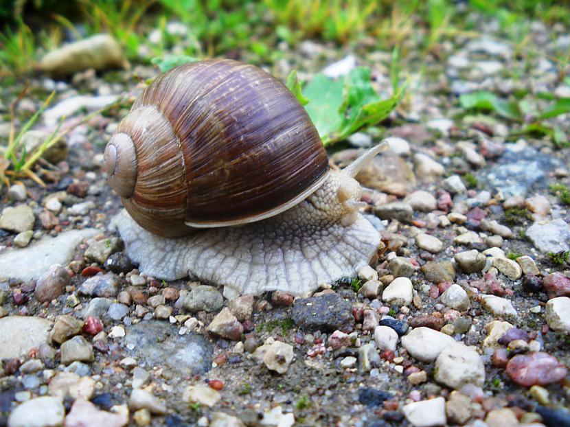 Vīngliemeži pieder pie... Autors: SANjaa Skaistie Vīngliemeži