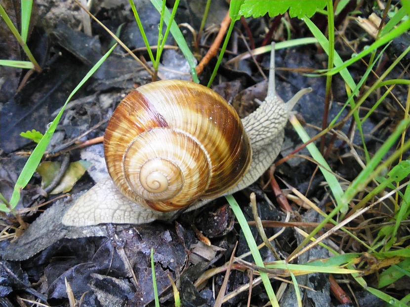 Vīngliemežu audzēšana ir viens... Autors: SANjaa Skaistie Vīngliemeži