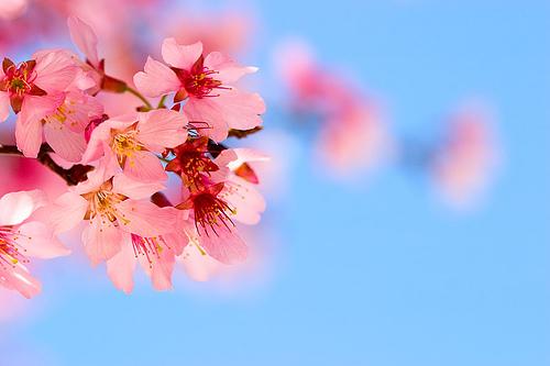 Nosaukums  Cherry Blossom... Autors: Bjaataa 16 skaistākie ziedi.