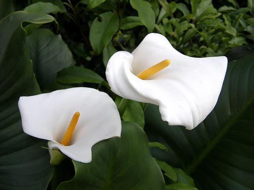 Nosaukums  Calla Lily Kaut arī... Autors: Bjaataa 16 skaistākie ziedi.