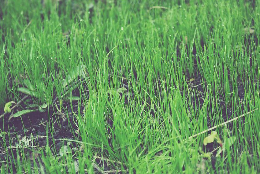 1st spirng grass Autors: roweenia [2o1o]