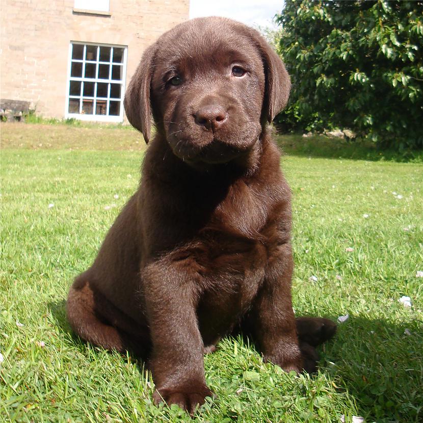  Autors: california Cilvēka labākais draugs - Labradors.