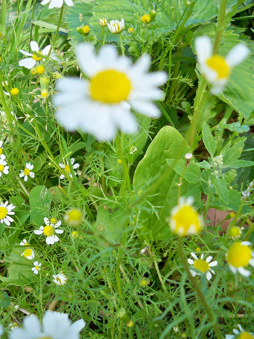 Margrietiņas vienas no... Autors: Fosilija Puķes, zāle un vēl šis tas ;D