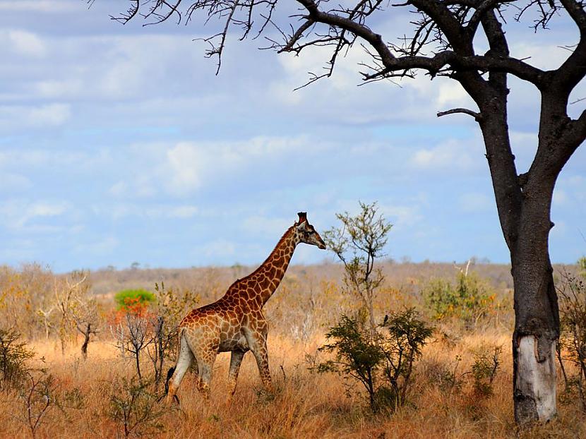 Žirafe Autors: Thief Zemes seksīgākie iemītnieki