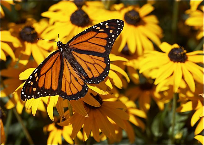  Taureņi ēd ar pēdām Autors: butterflygirl Interesanti fakti.