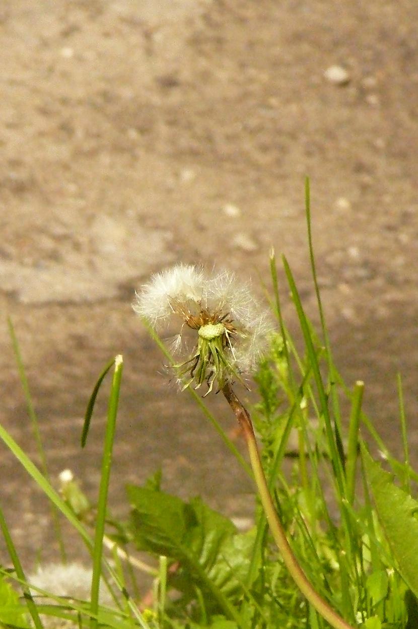  Autors: melnaaoga Bildes. Manas bildes.