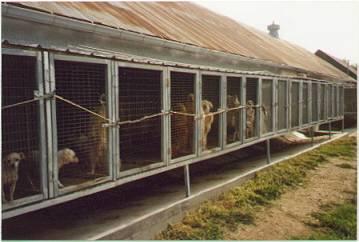  Autors: ecko Kapēc nepirkt dzīvniekus zoo-veikalos?!