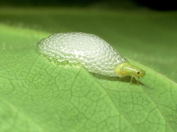 Froghopper netulkojas jeb... Autors: perky Dzīvnieki - rekordisti