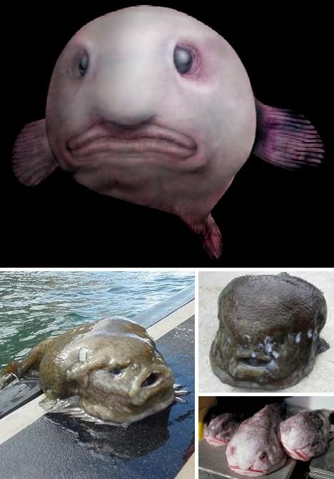 2 Blobfish  šīs zivis dzīvo... Autors: ecko 13 neglītākie dzīvnieki