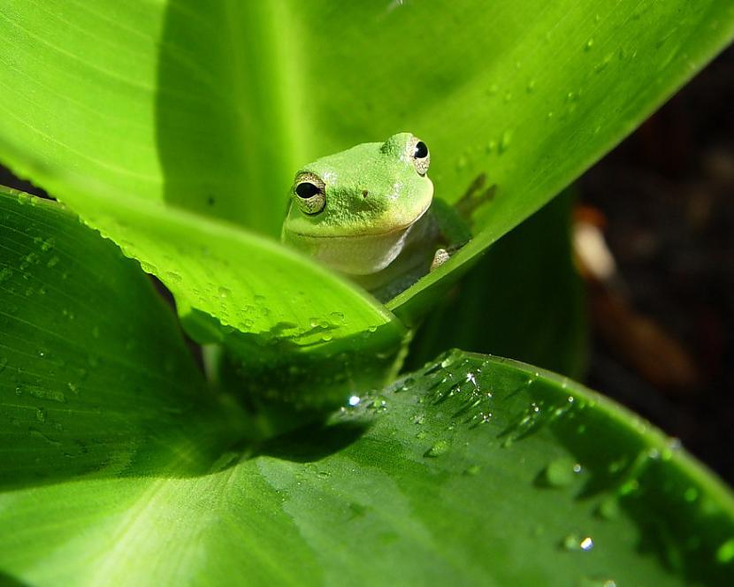  Autors: Botkilla Nature is just awesome.