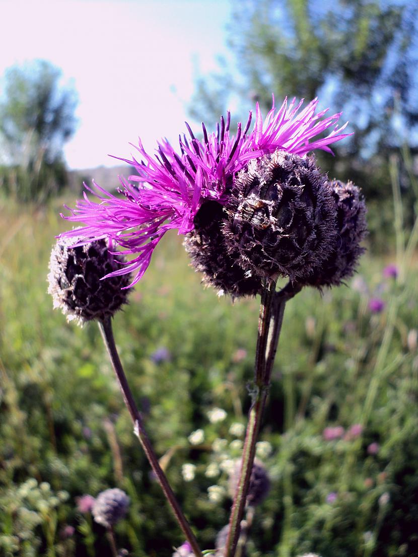 Breath deeply as a meadow Autors: Mindfreak Pasaule tuvskatā