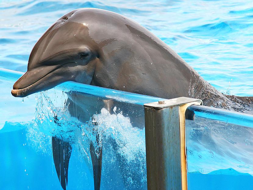 Delfīni ir ne tikai dzīvības... Autors: IGuess Delfīnu terapija