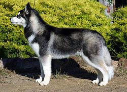 6vieta Sibīrijas haskijs Arī... Autors: pauze 10 pasaulē dārgākie suņi