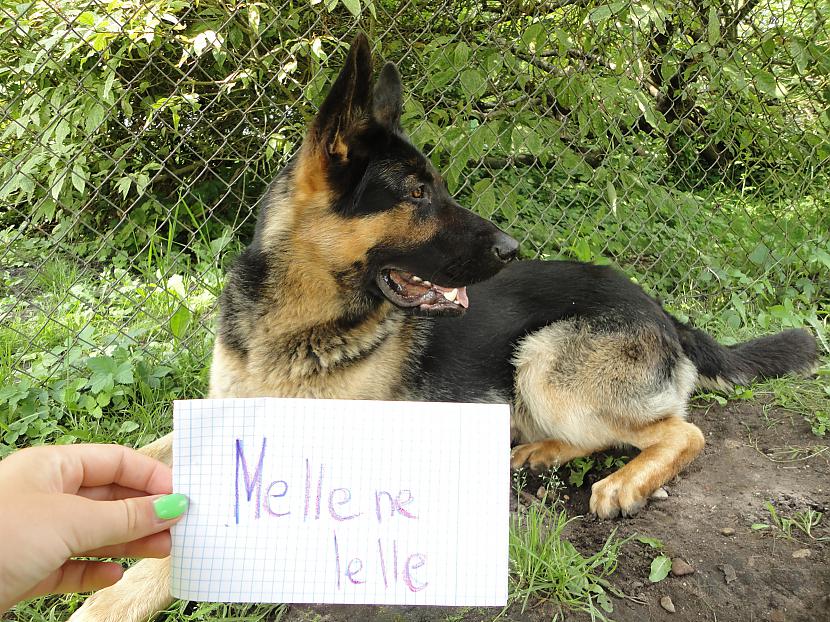  Autors: mellenelelle mājdzīvnieks kas guļ